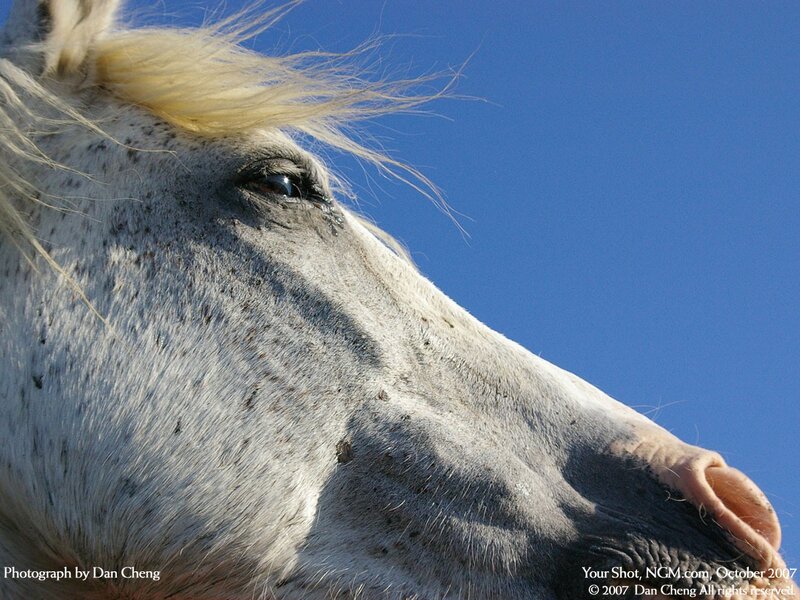 close-up of a horse's head