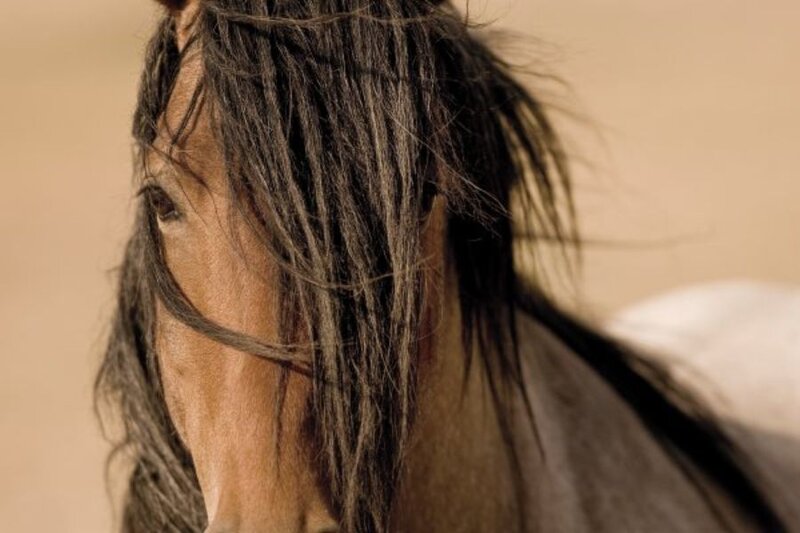 close-up of a horse's head