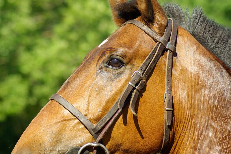 close-up of a horse's head