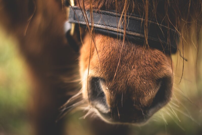 close-up of a horse's nose