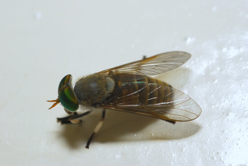 close-up of a horsefly