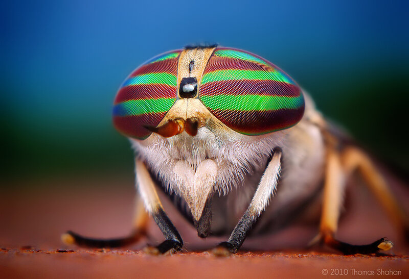 Close-up of a Horsefly — Green