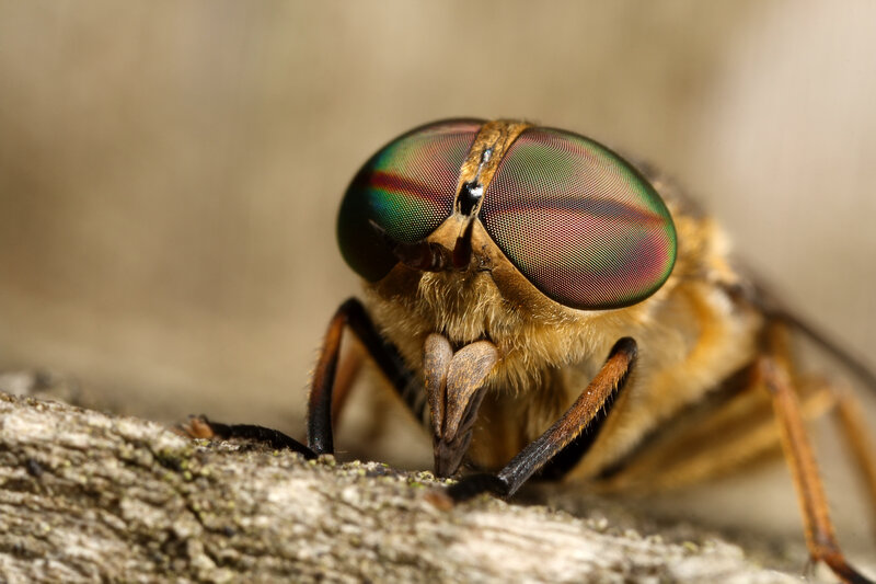 Close-up of a horsefly