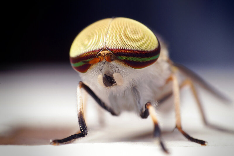 Close-up of a Horsefly — Yellow