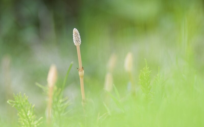 Close-up of a horsetail plant