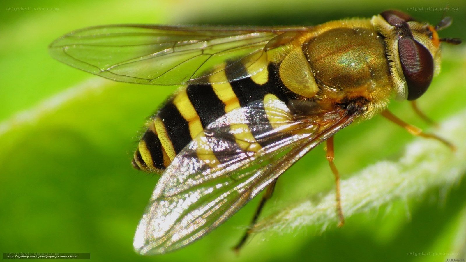 close-up of a hoverfly