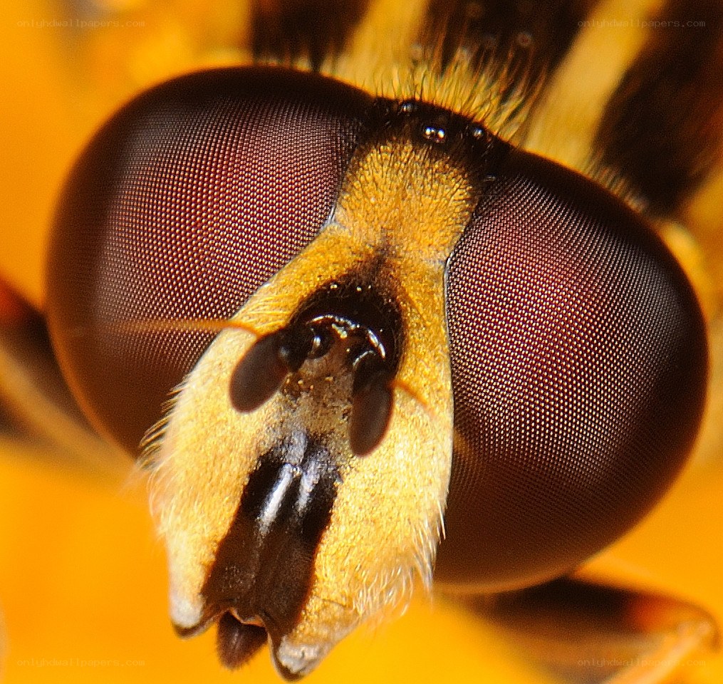 close-up of a hoverfly