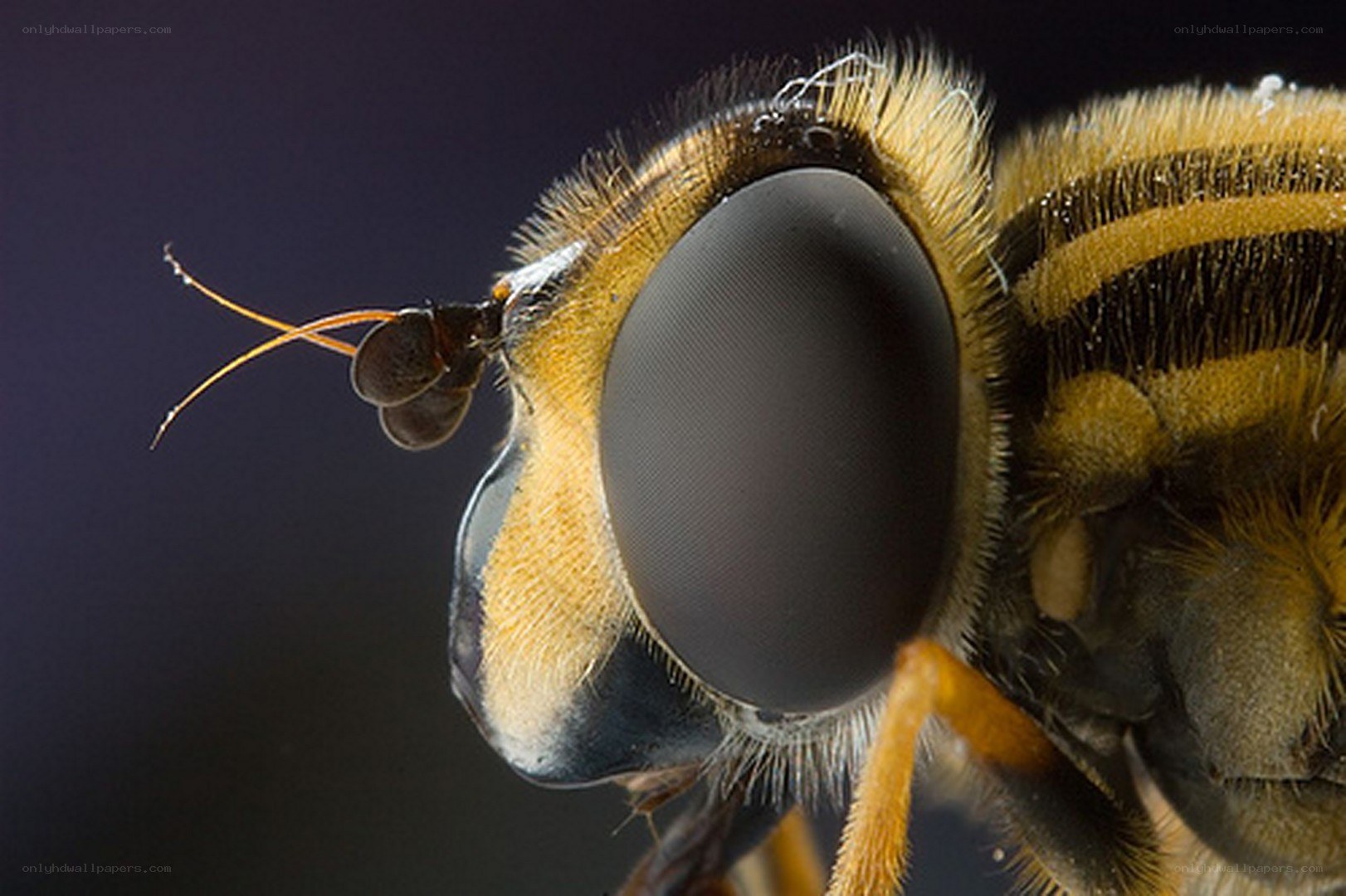 close-up of a hoverfly