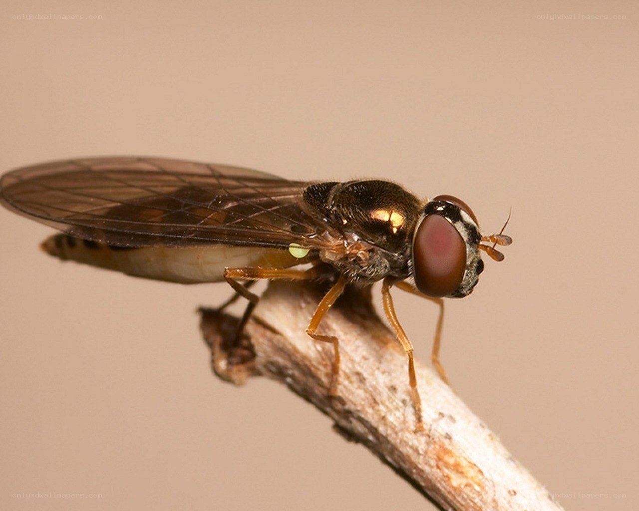 close-up of a hoverfly