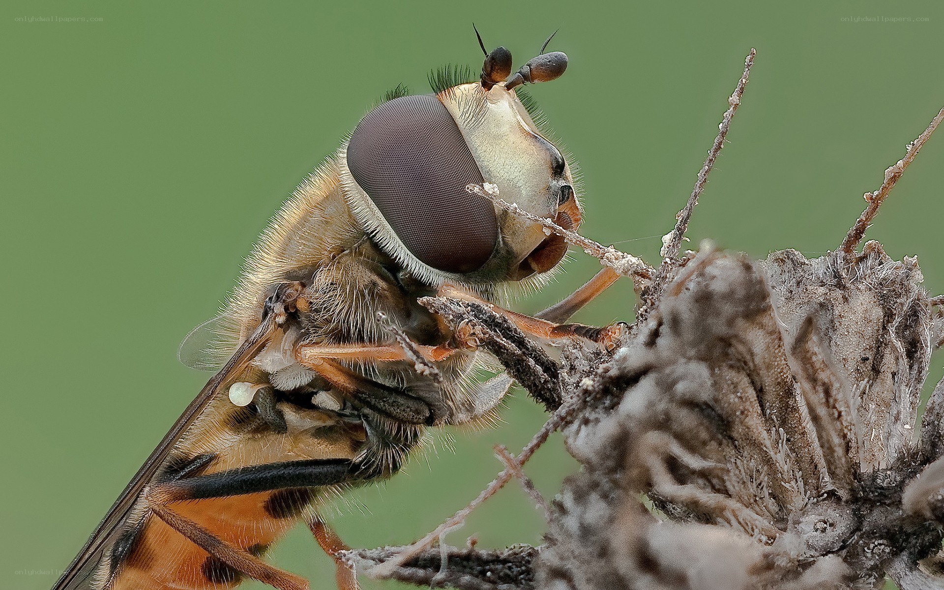 close-up of a hoverfly