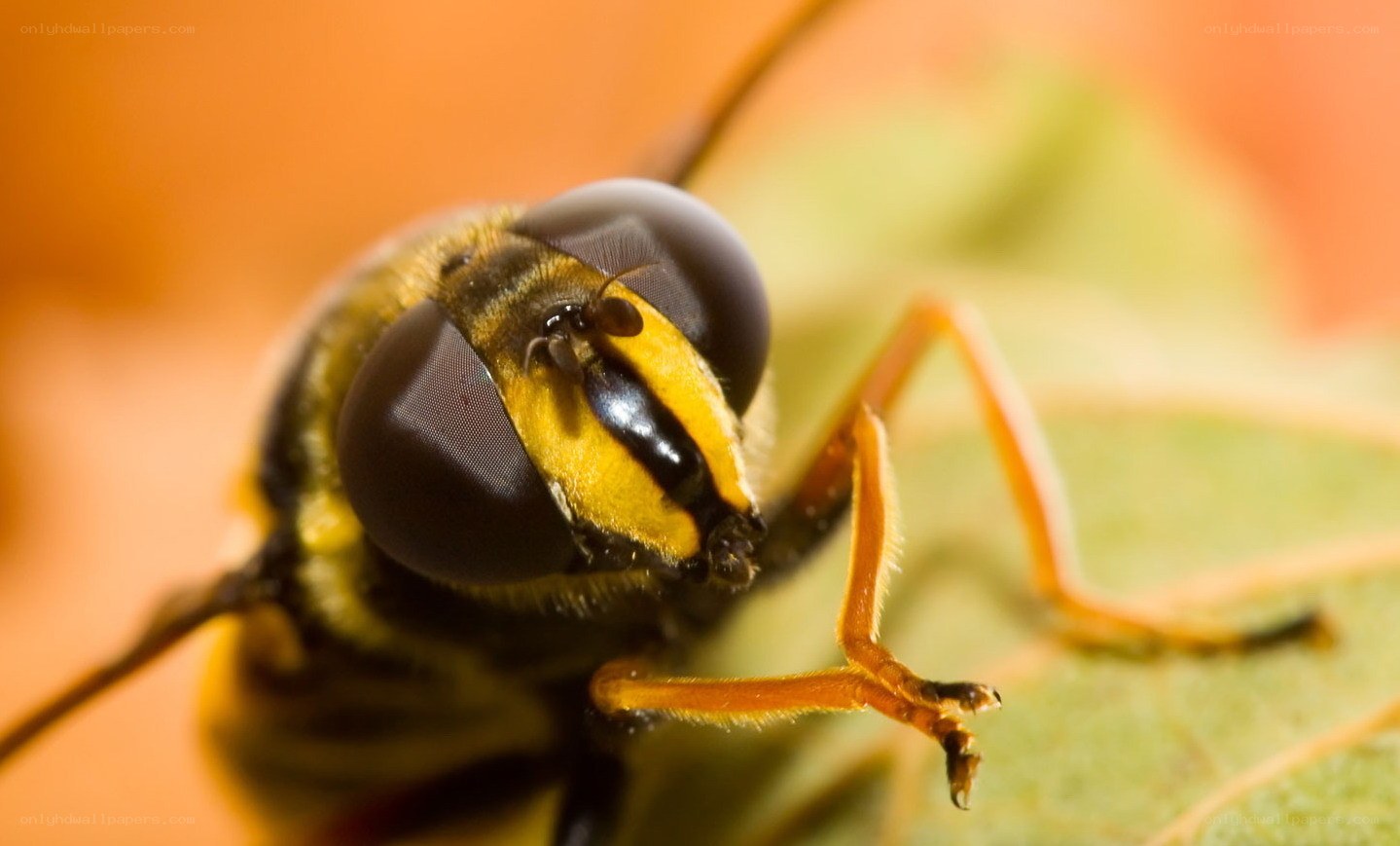 close-up of a hoverfly