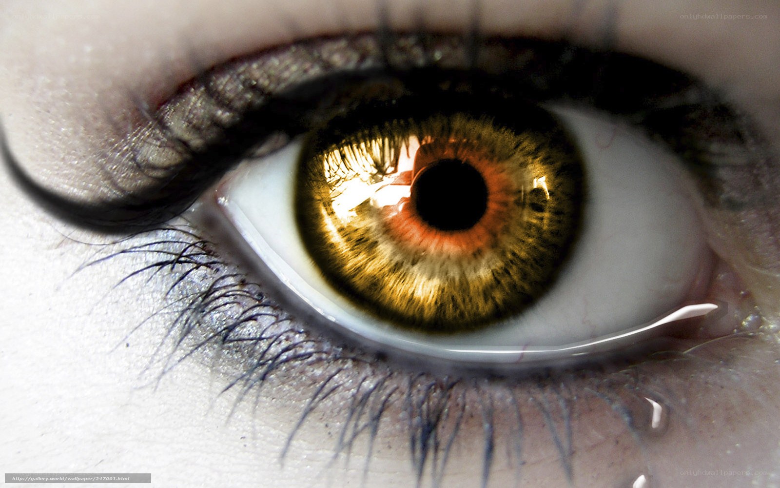 close-up of a human eye