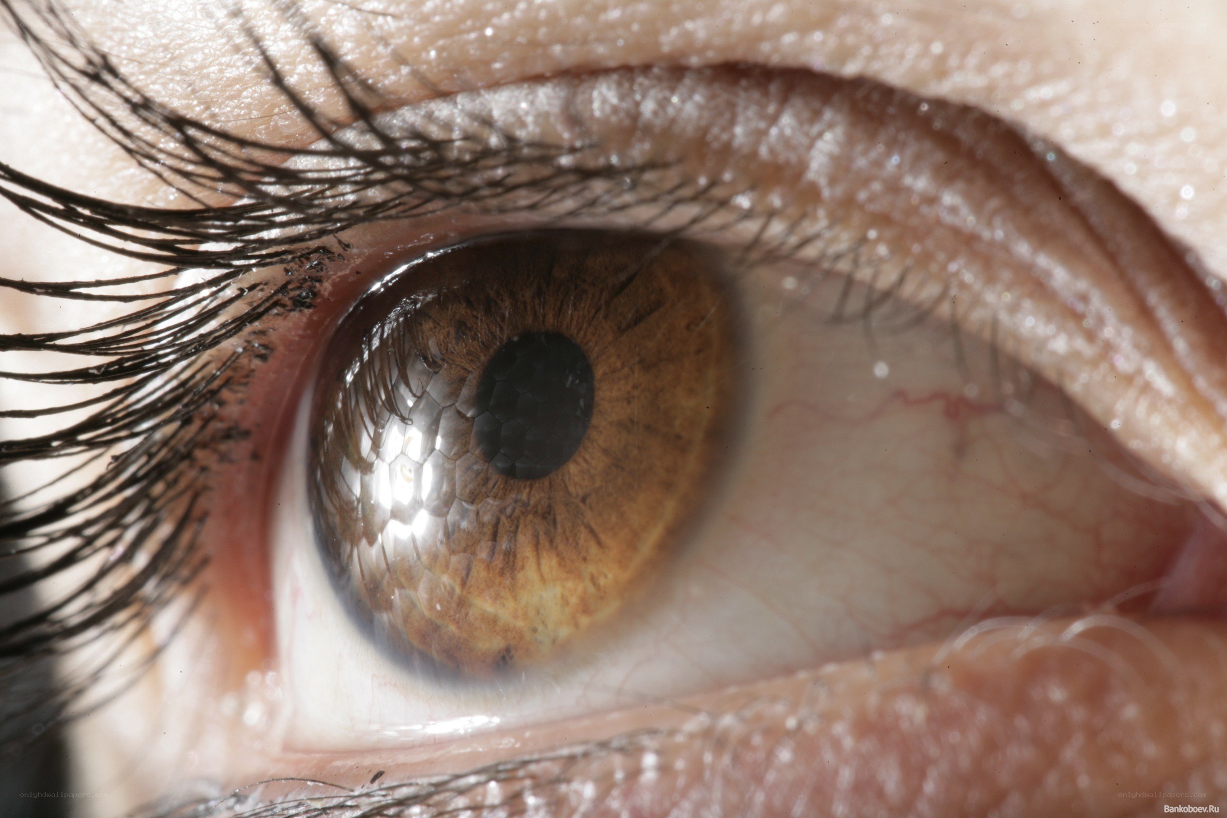 close-up of a human eye
