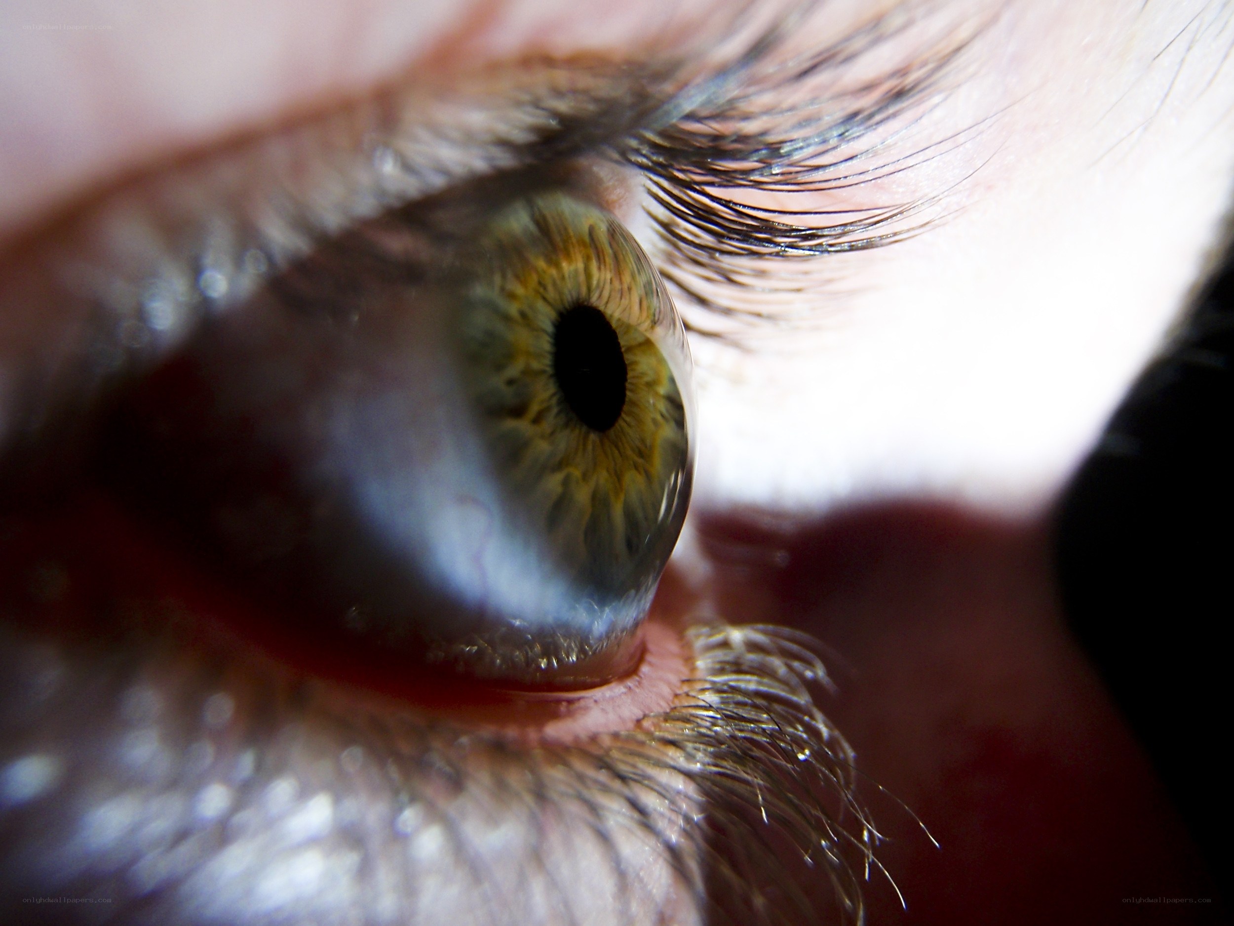 close-up of a human eye