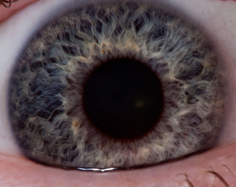 Close-up of a Human Eye — Brown, Neutral, Photograph, Iris, Pupil, Eyelid