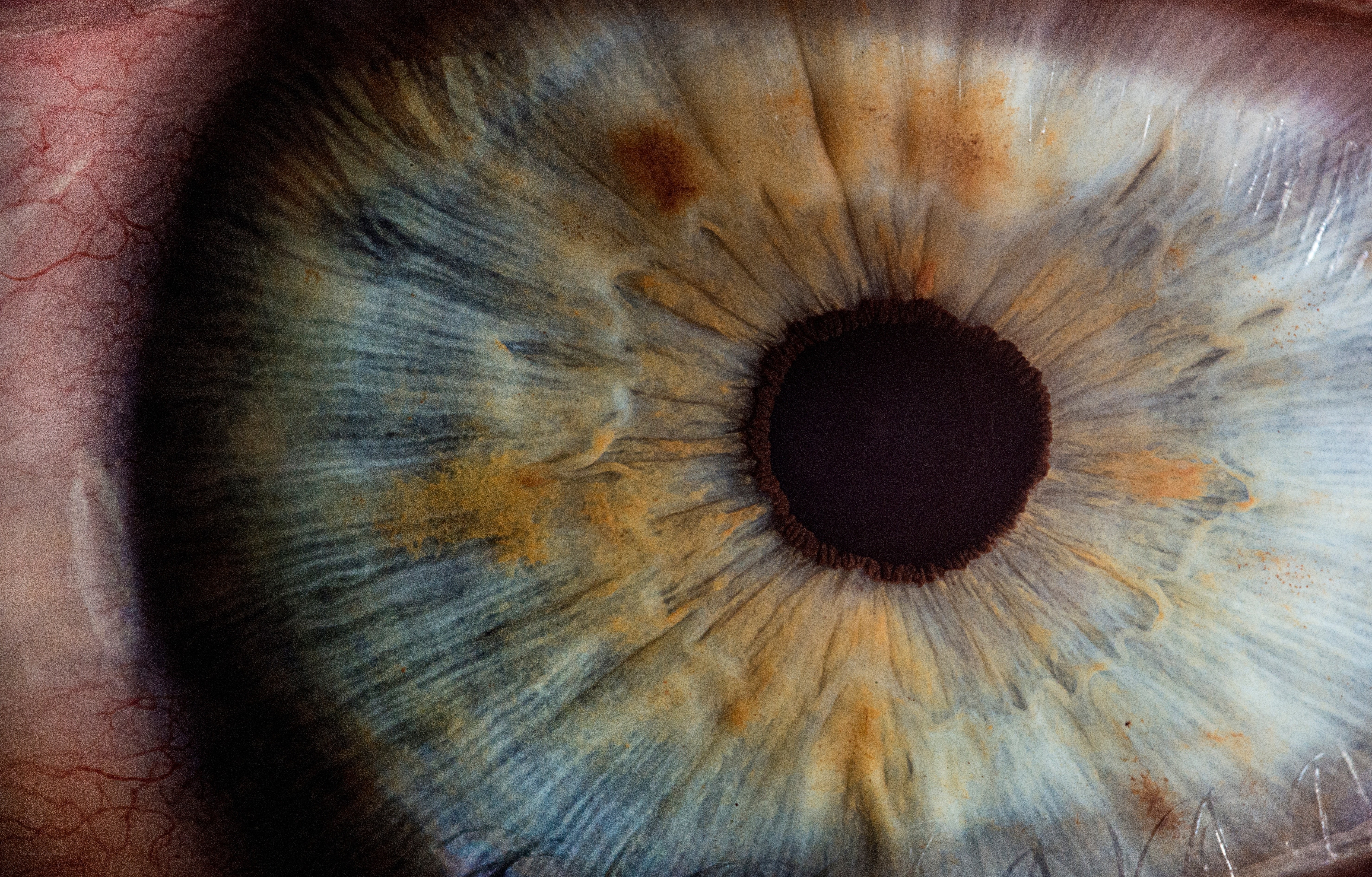 Close-up of a human iris