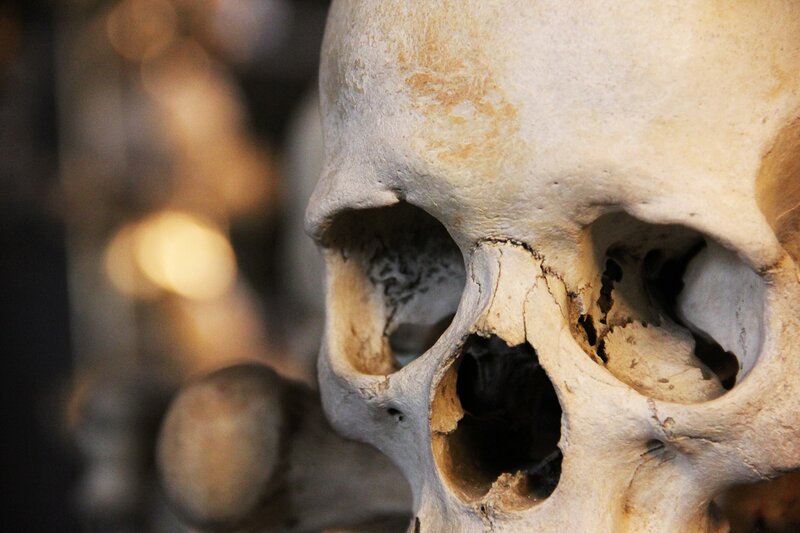 Close-up of a human skull