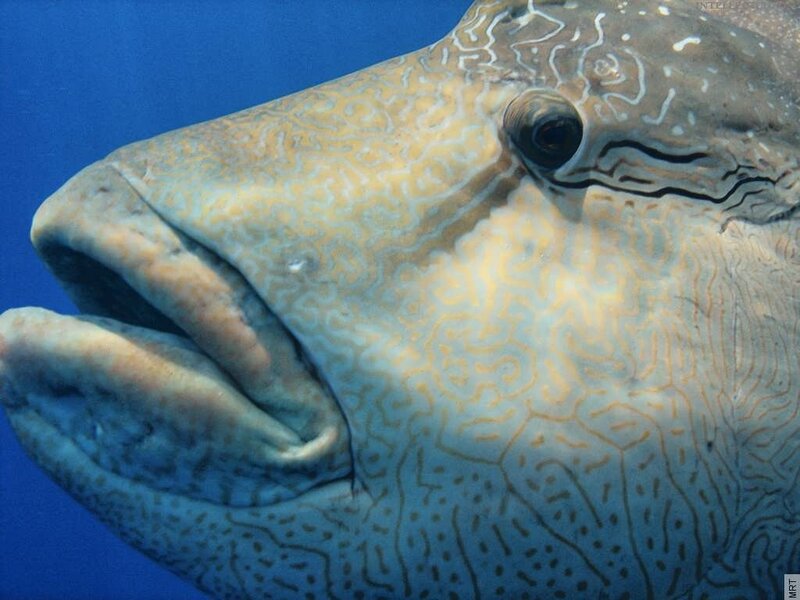 close-up of a humphead wrasse