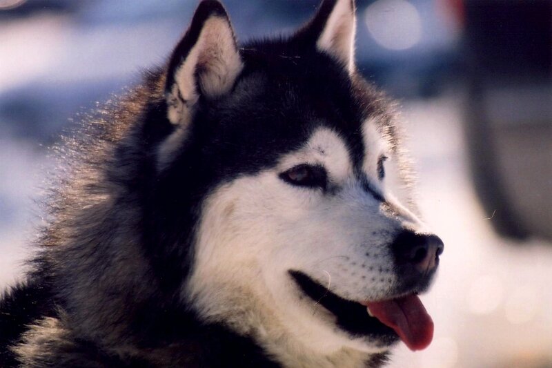 close-up of a husky dog