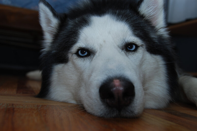 close-up of a husky dog