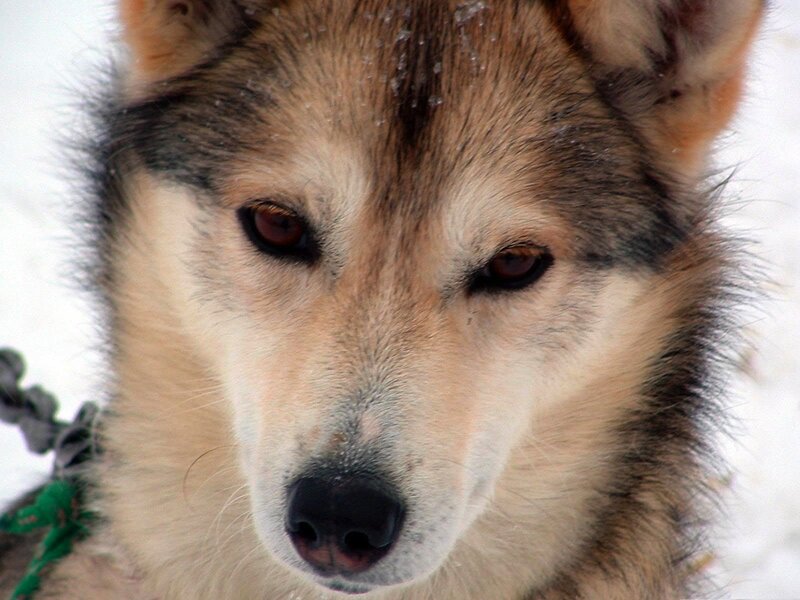 close-up of a husky dog