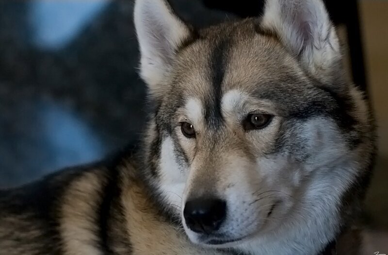 close-up of a husky dog
