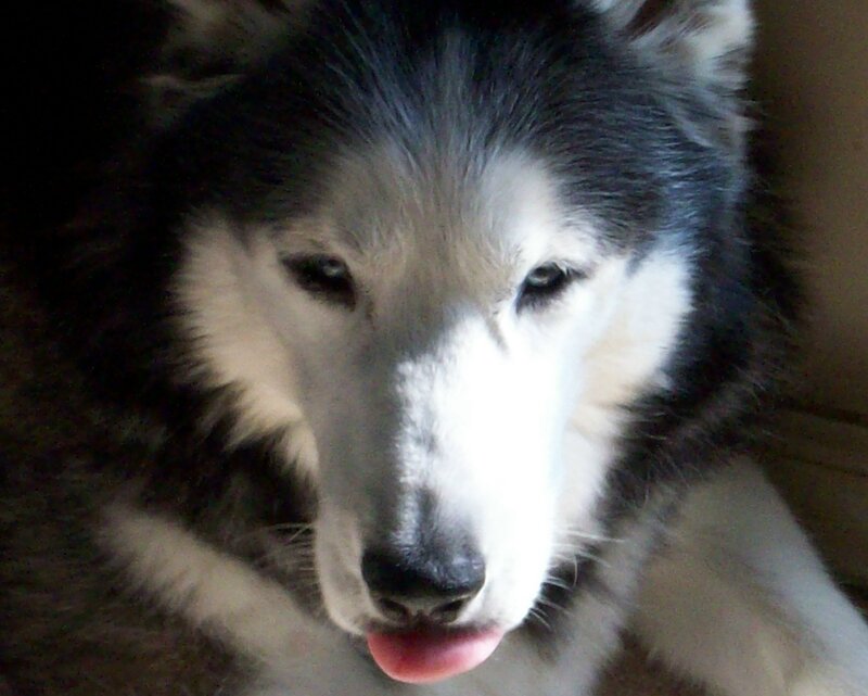 close-up of a husky dog