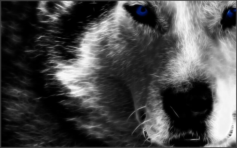 Close-up of a Husky Dog — Black