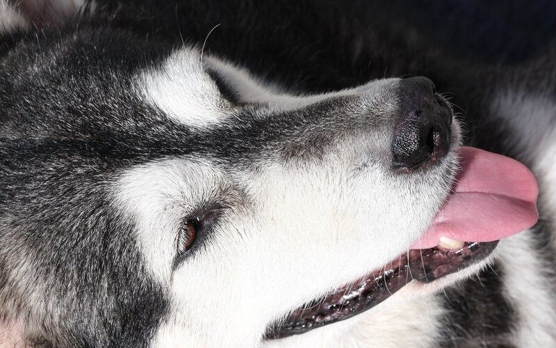 close-up of a husky dog