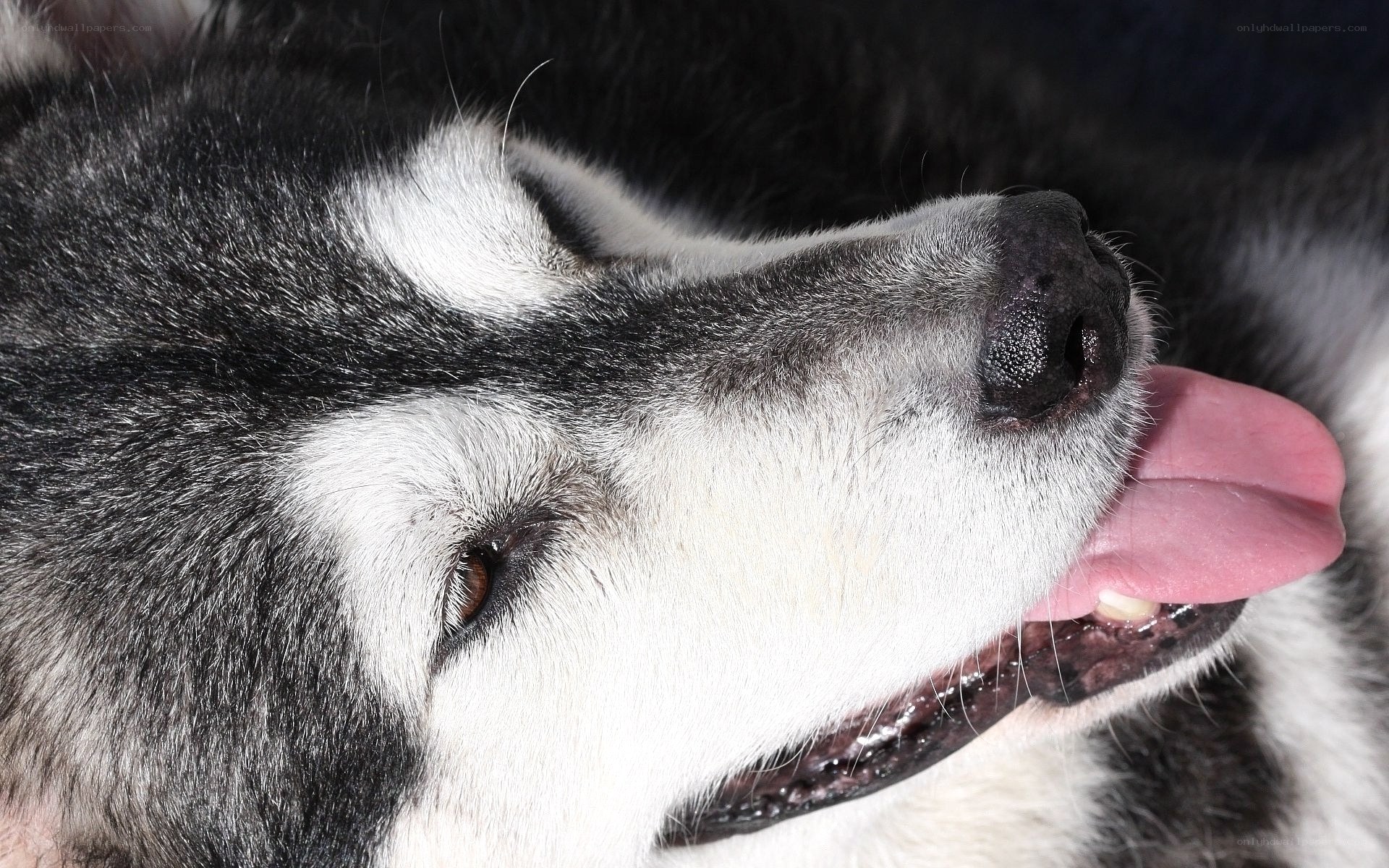 close-up of a husky dog
