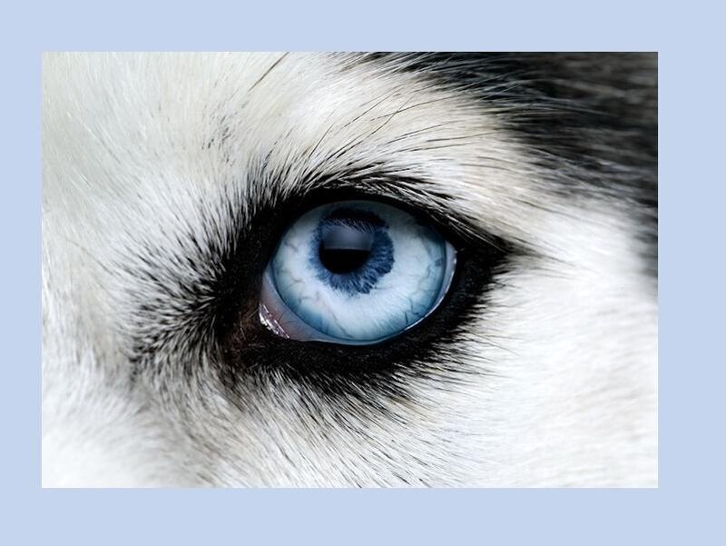 close-up of a husky's blue eye