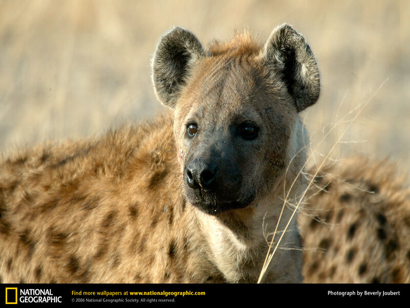Close-up of a hyena