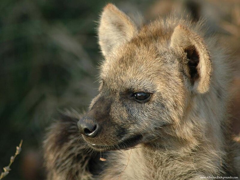 close-up of a hyena cub
