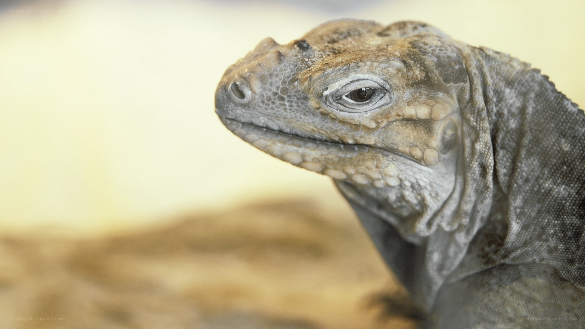 close-up of a iguana