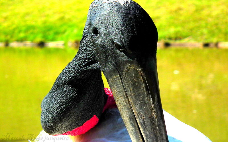 close-up of a jabiru stork