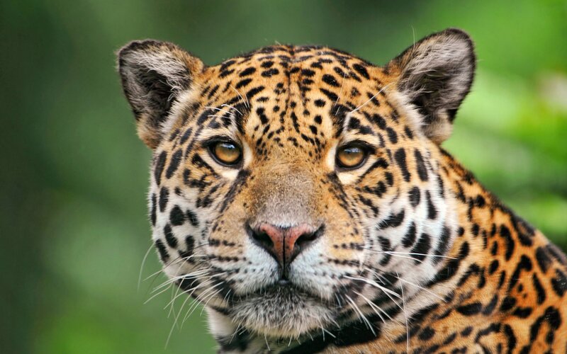 Close-up of a jaguar
