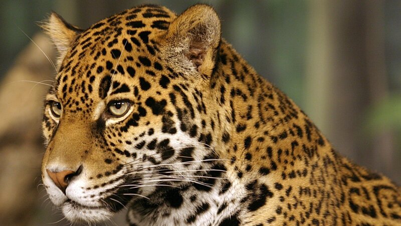 Close-up of a jaguar