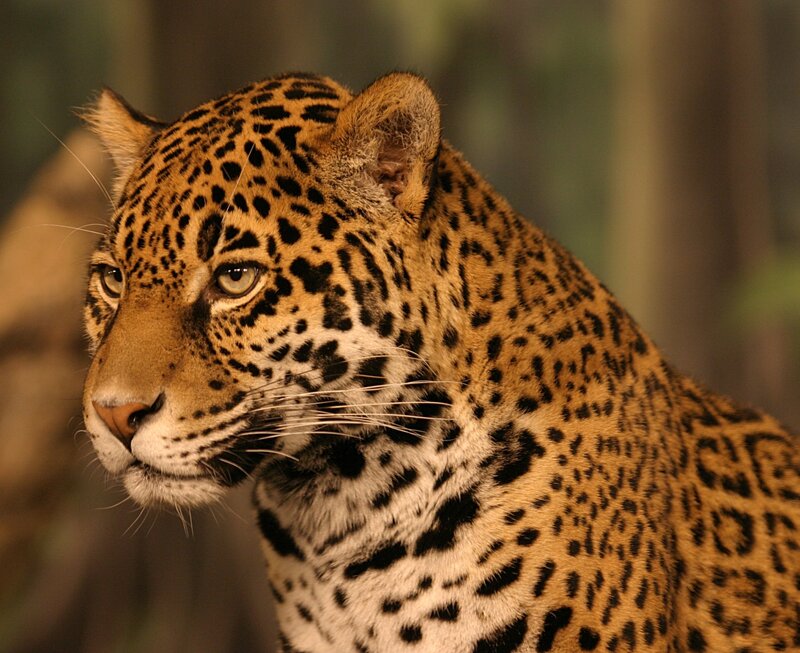 Close-up of a jaguar