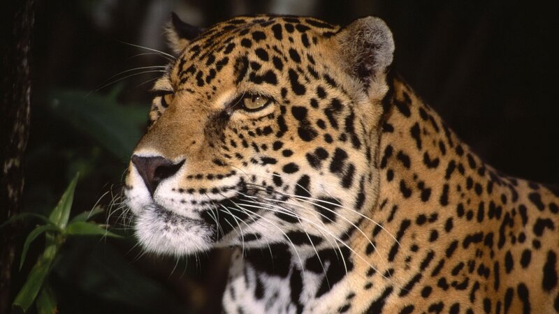 Close-up of a jaguar