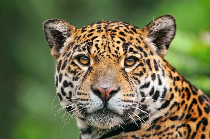 Close-up of a jaguar