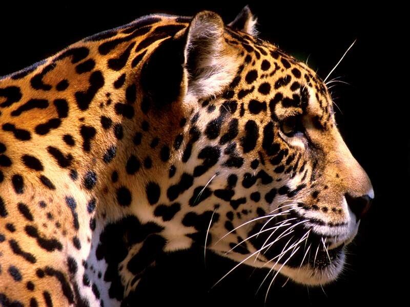 close-up of a jaguar