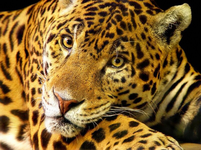 Close-up of a jaguar