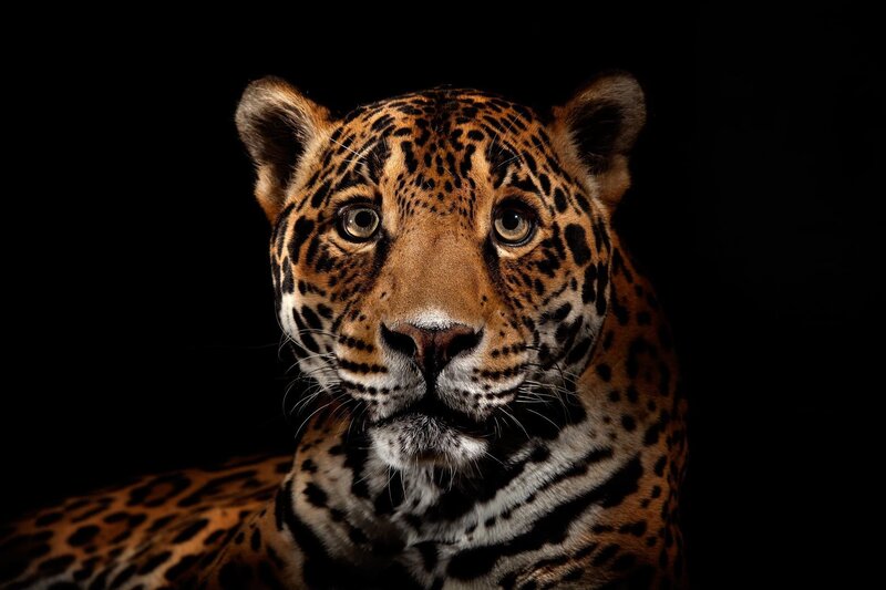 Close-up of a jaguar