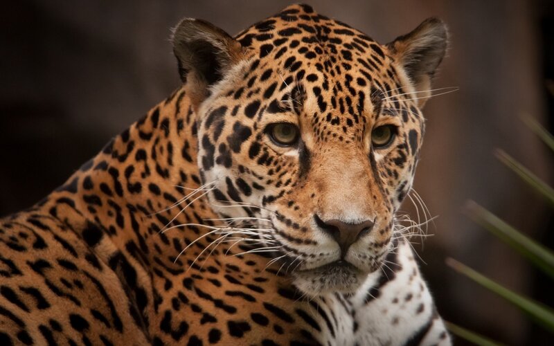 Close-up of a jaguar