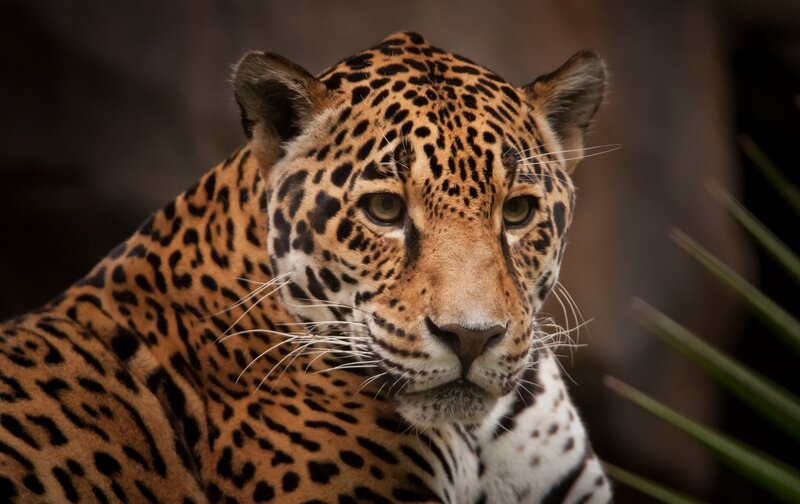 Close-up of a jaguar