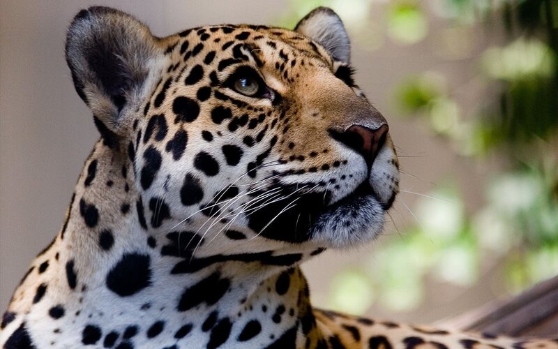 close-up of a jaguar