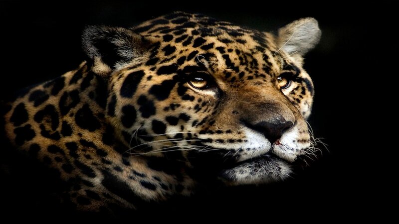 Close-up of a jaguar