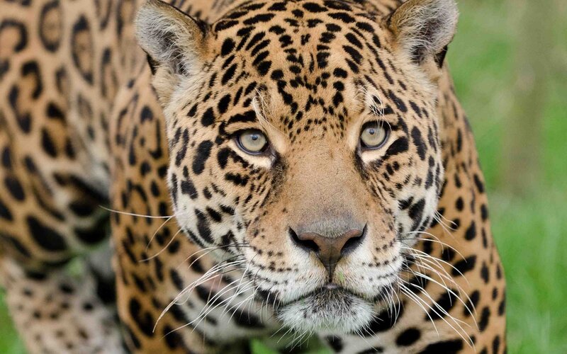 Close-up of a jaguar