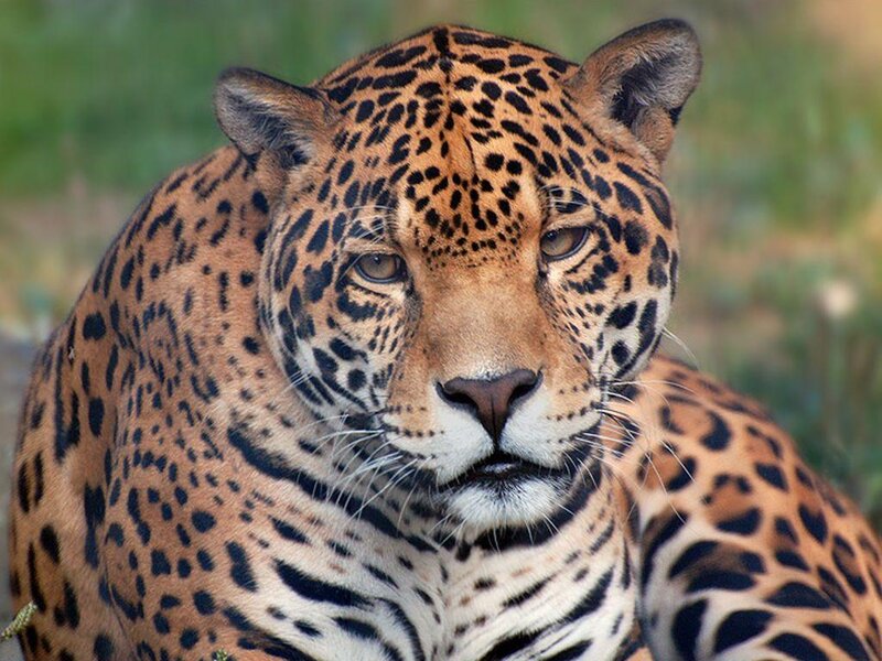 Close-up of a jaguar