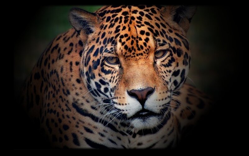 Close-up of a jaguar